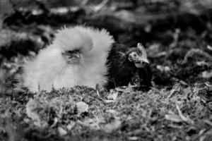 Snowball & Friend