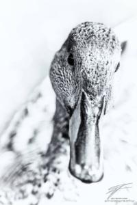 Portrait of a Mallard