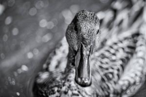 Lady Mallard