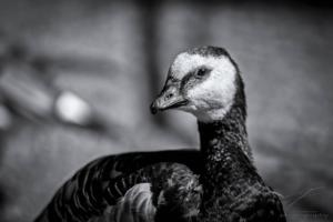 Barnacle Goose