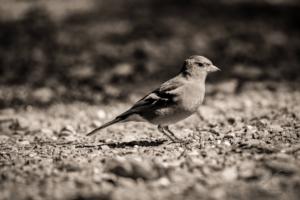 Chaffinch