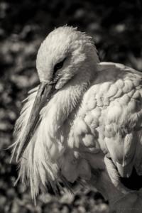 Portrait of a Stork