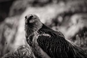 Bearded Vulture