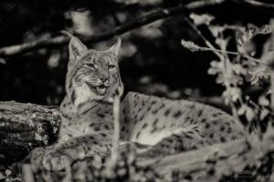 Lynx