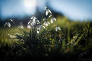 Snowdrops in the Spring Sun