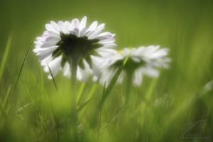 Daisy in the Sunshine