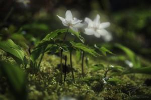 In the Spring Sun