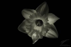 Daffodil