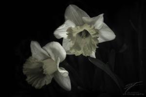Daffodil