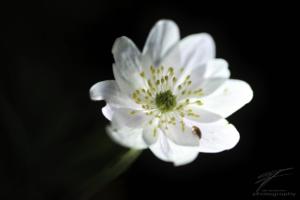 Anemone Nemorosa