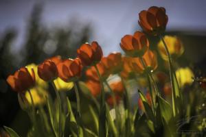Colors of Tulip