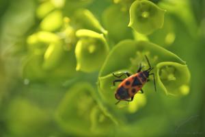 Floating on Green