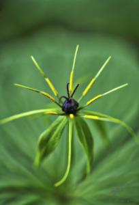 Paris Quadrifolia