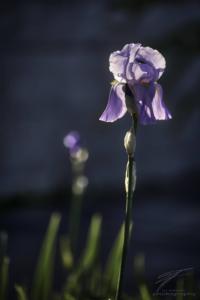 Lilly