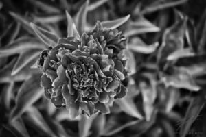 Peony