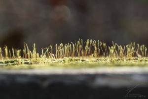 Sunshine on Moss