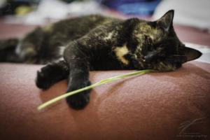 Sleeping on the Sofa