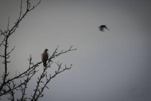 Grey Sunday