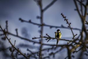 A Big Tit sitting on a branch