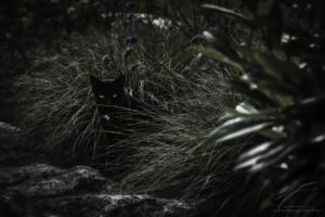 Tiny black Panther
