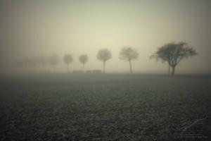 Out of the Fog