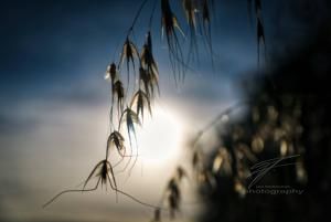 Evening Sun