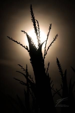 Evening Sun in the Corn