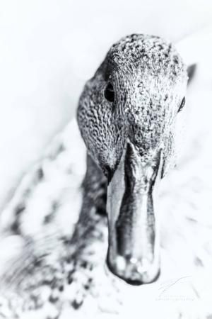 Portrait of a Mallard
