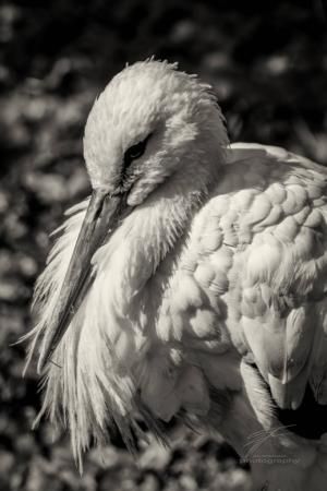 Portrait of a Stork