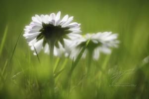 Daisy in the Sun