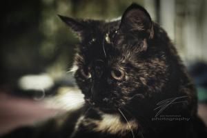 Cat in Thoughts