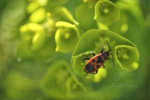 Floating on Green