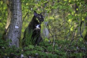 Dreaming in the Forest