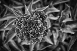 Peony Flower