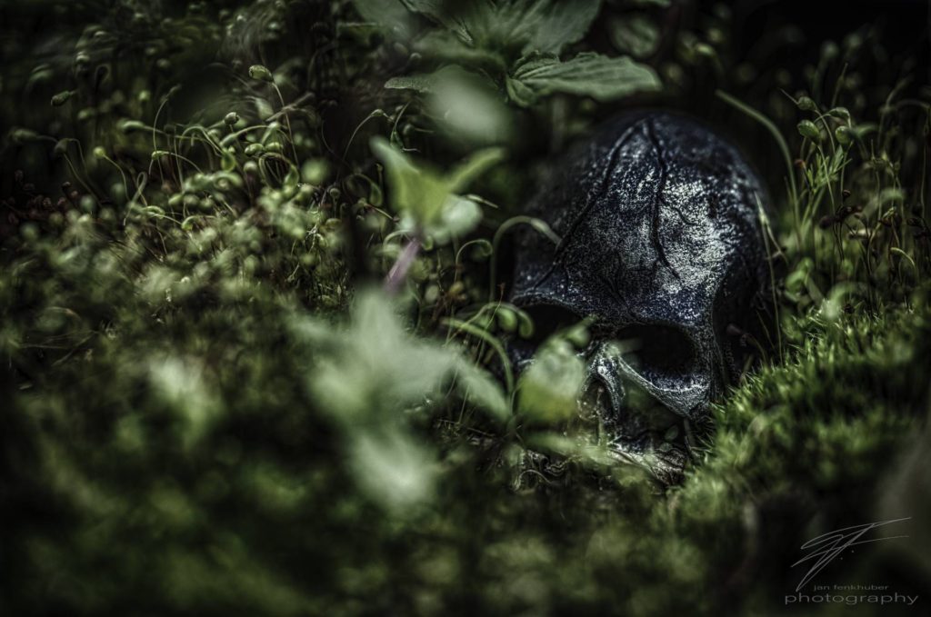 In the Jungle - A skull in the moss